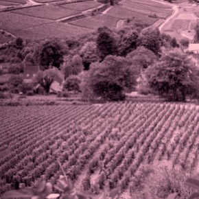 Domaine de l'Arlot